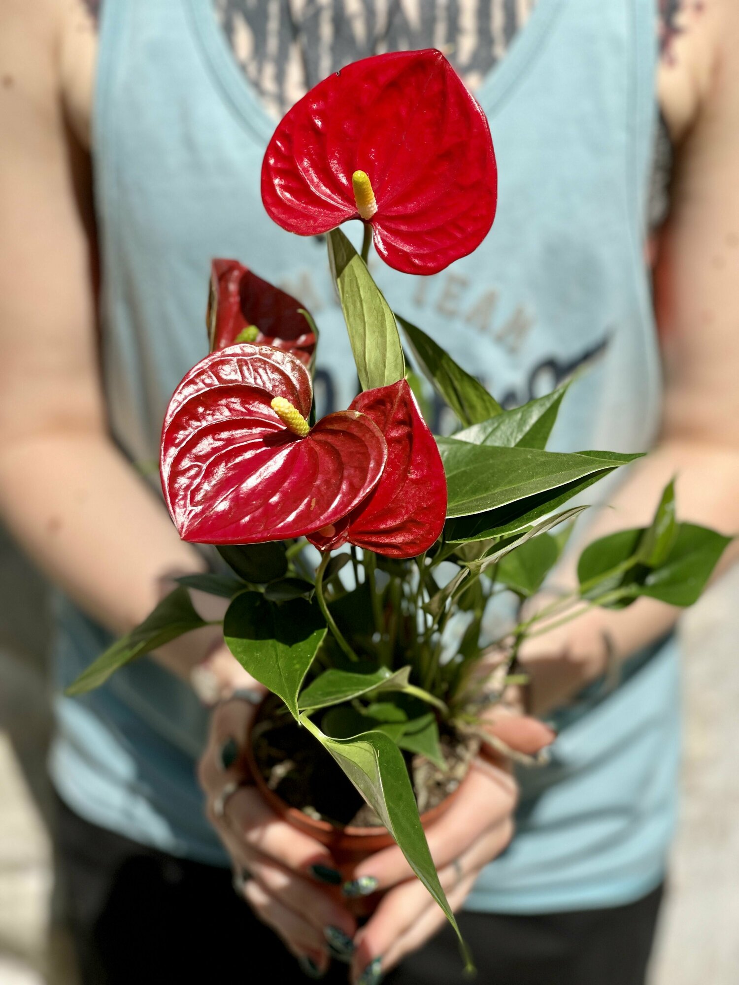 Антуриум Андре красного цвета (лат. Anthurium Аndraeanum) D85см