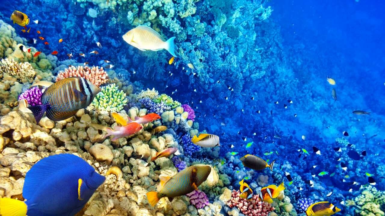 Картина на холсте 60x110 LinxOne "Underwater world coral ocean" интерьерная для дома / на стену / на кухню / с подрамником