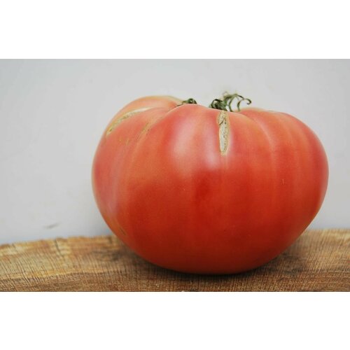 Коллекционные семена томата Польская гордость Марджа коллекционные семена томата гордость сибири