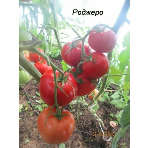 Коллекционные семена томата Роджеро