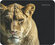 Коврик для компьютерной мыши Defender Wild Animals 220x180x2 мм, ...