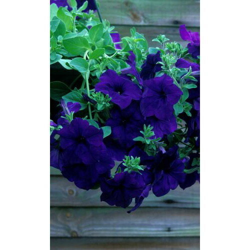 фото Семена Цветы Петуния Балконная Синяя 0,05гр (УД) Е/П