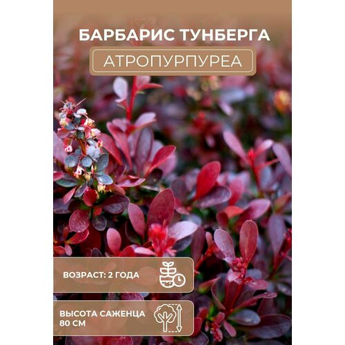 Саженцы Барбариса Тунберга Атропурпуреа (Atropurpurea)