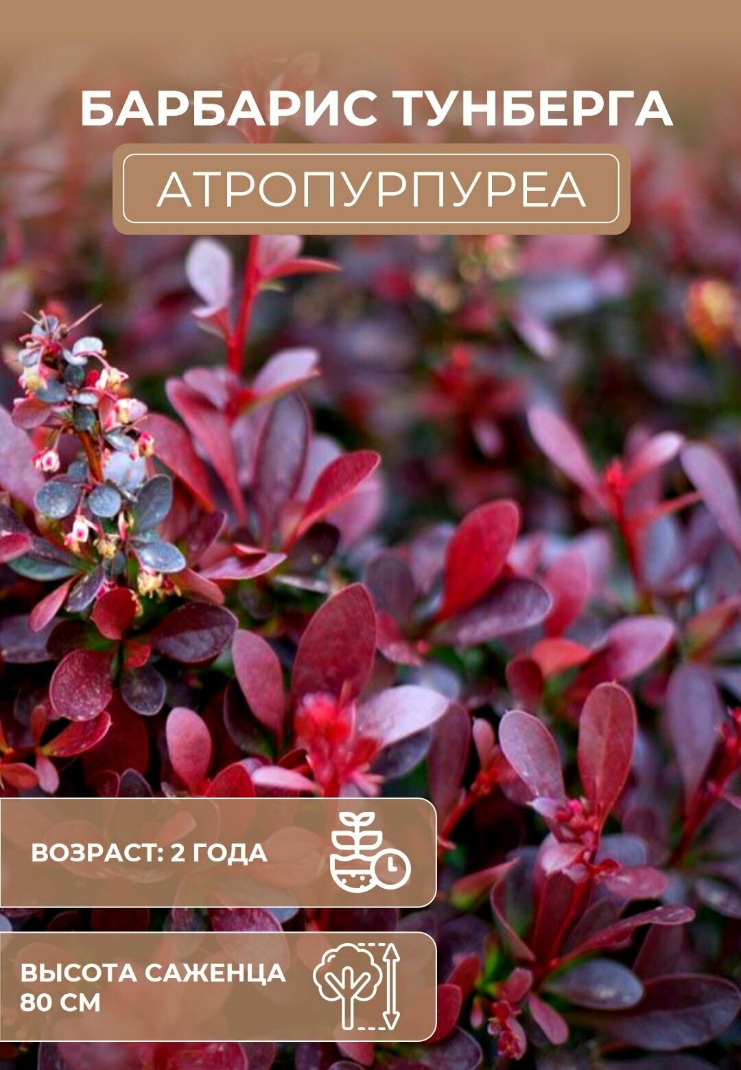 Саженцы Барбариса Тунберга Атропурпуреа (Atropurpurea)