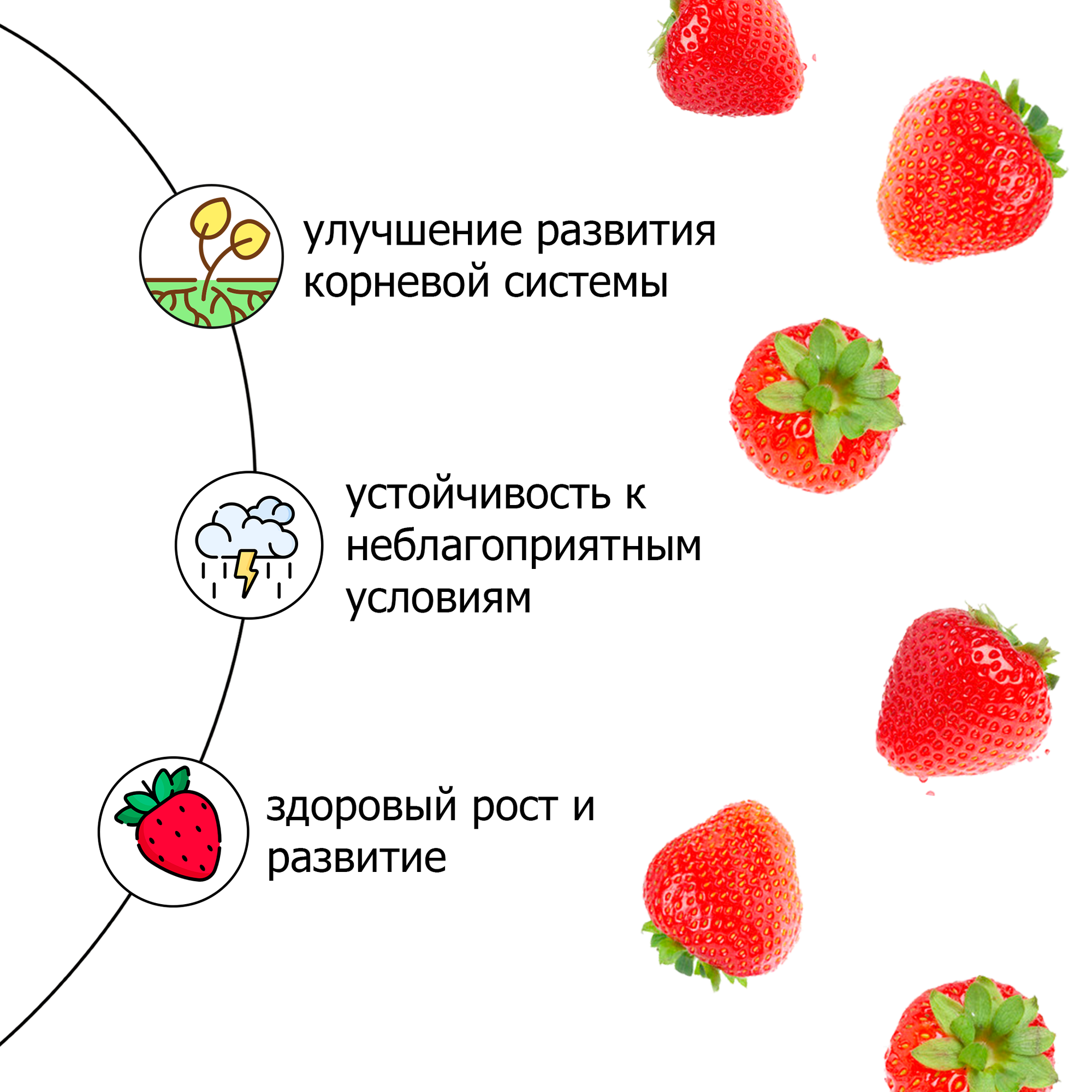 Удобрение для клубники и земляники, подкормка для клубники Пуршат-М водорастворимое 1 кг