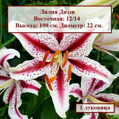 Лилия восточная Диззи (1 луковица)