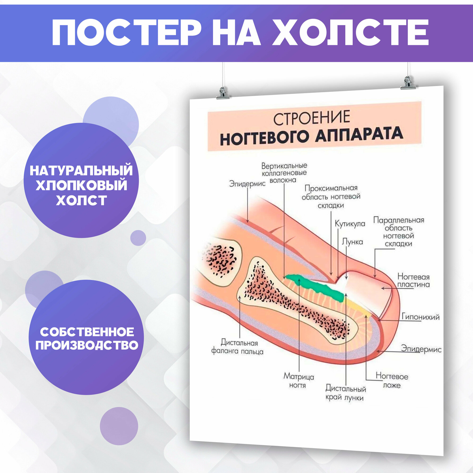 Постер на холсте Строение ногтя Маникюр Педикюр Анатомия (1) 50х70 см