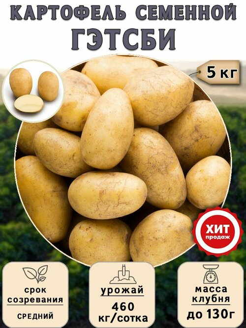 Клубни картофеля на посадку Гэтсби (суперэлита) 5 кг Средний
