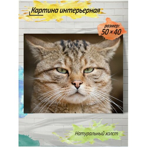 Картина готовая на холсте, 40x50, кот, c подрамником