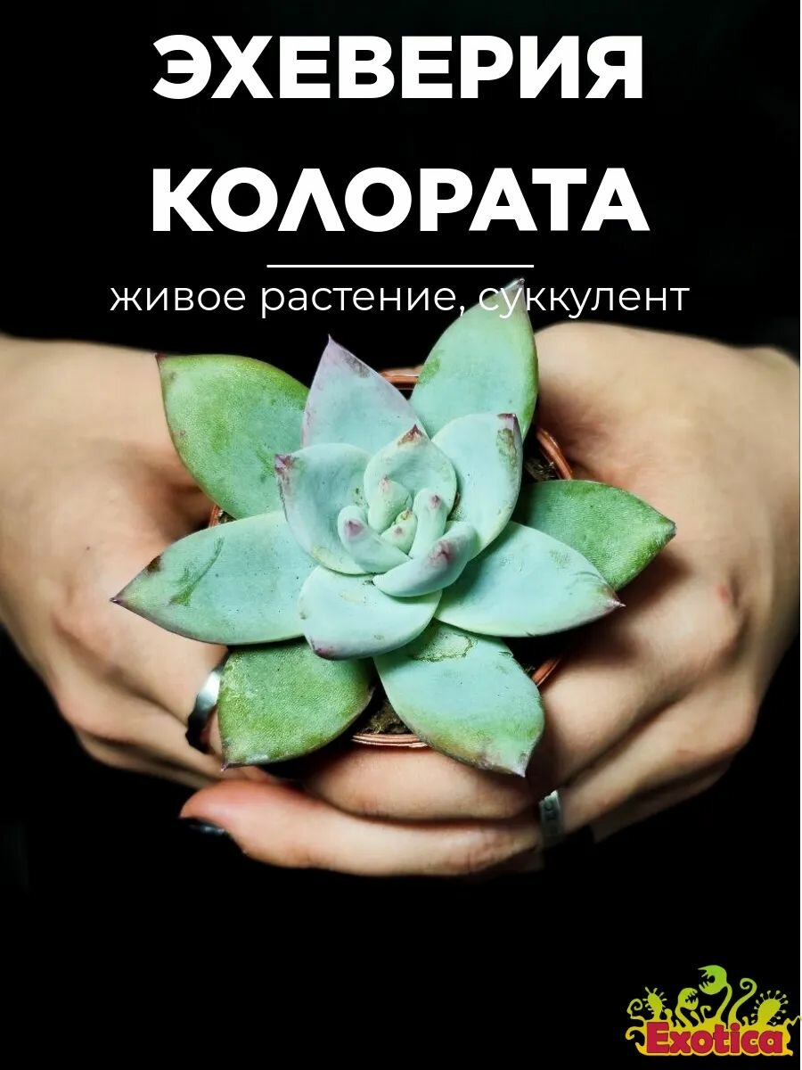 Эхеверия Колората (Echeveria Colorata) D5см комнатное растение