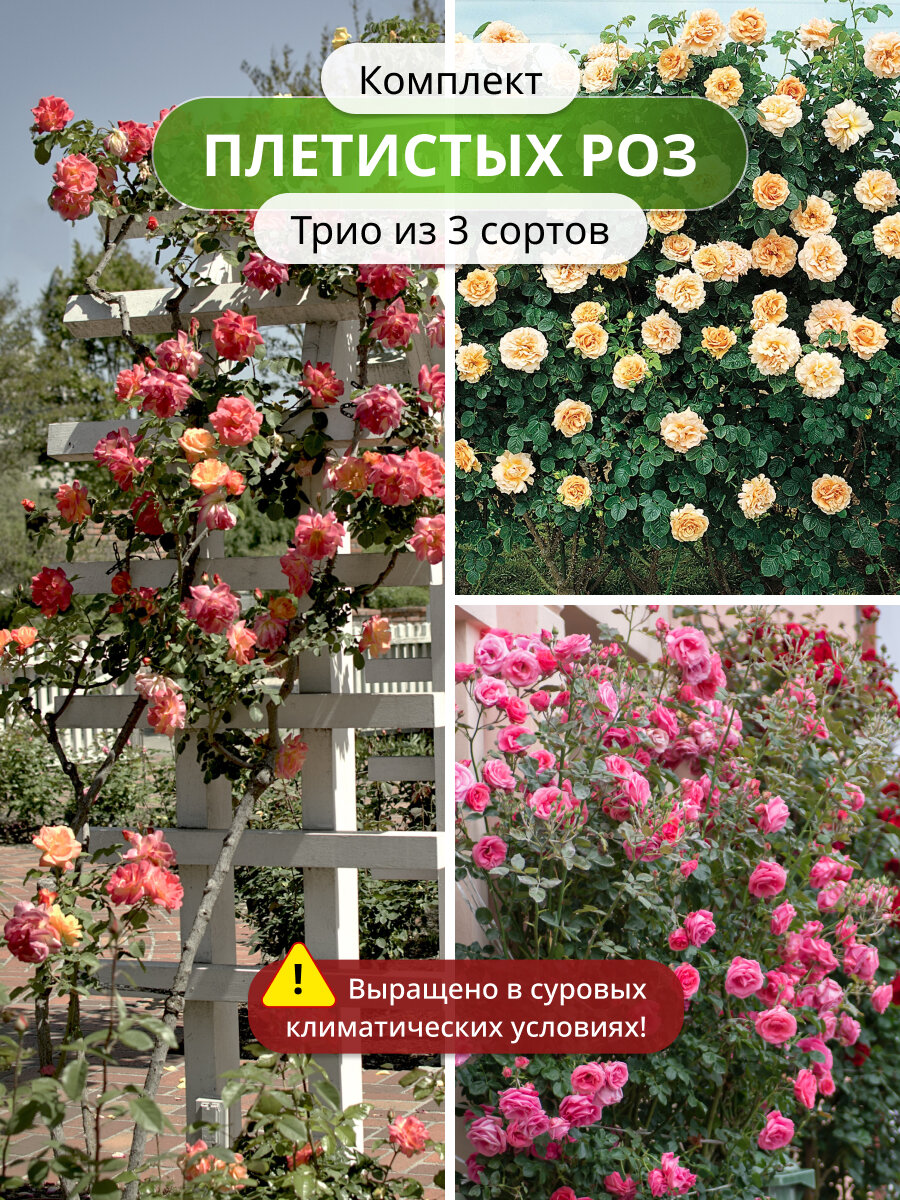 Комплект плетистых роз Трио из 3 сортов / саженцы роз ароматные