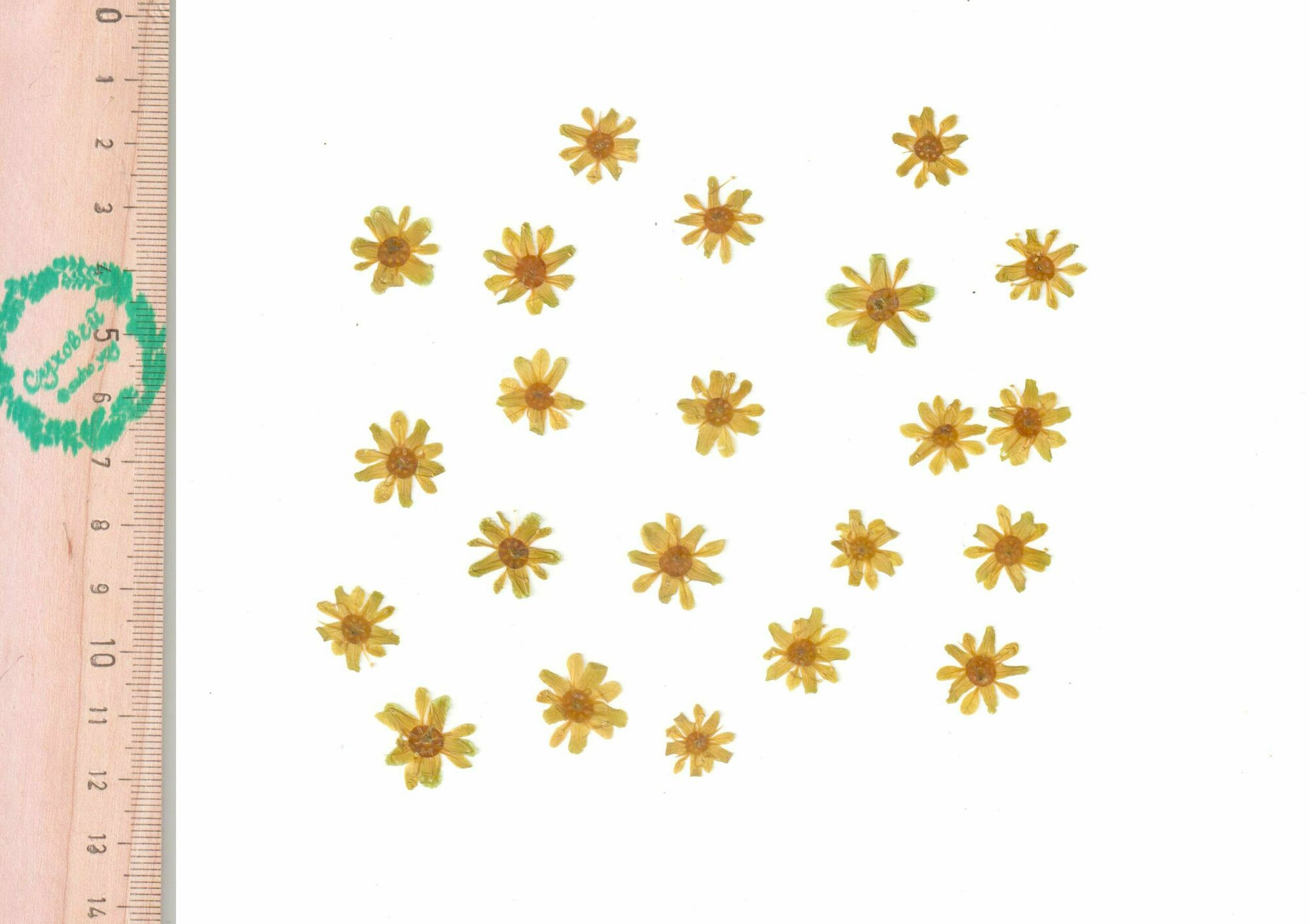 Плоские сухоцветы - Цветы Клена остролистного для заливки смолой и рукоделия 15 шт