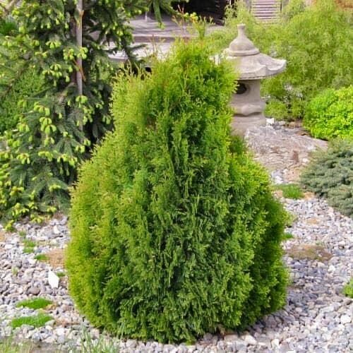 Туя западная Мики саженец