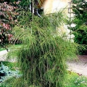 Туя западная Филиформис саженец