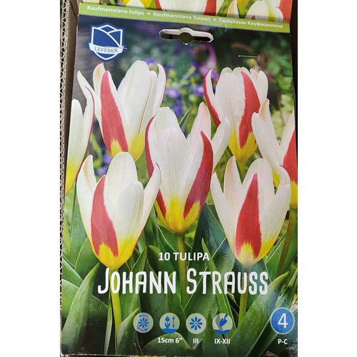 Тюльпан Иоганн Штраус (Johann Strauss), 10 шт