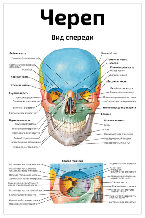 Плакат Квинг Череп вид спереди — медицинский плакат 457×610 мм ≈ (А2)