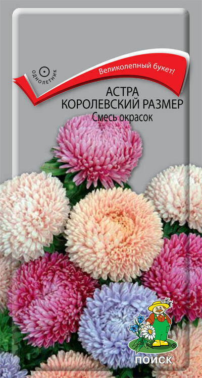 Семена Астра королевский размер Смесь окрасок 01гр. Комплект из 3 пакетиков