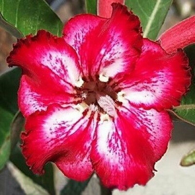 Адениум Adenium Obesum Desert Rose TAMARA семена цветы