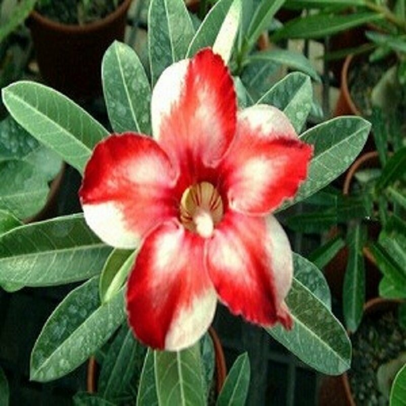 Адениум Adenium Obesum Desert Rose Star of Silver Wings семена цветы