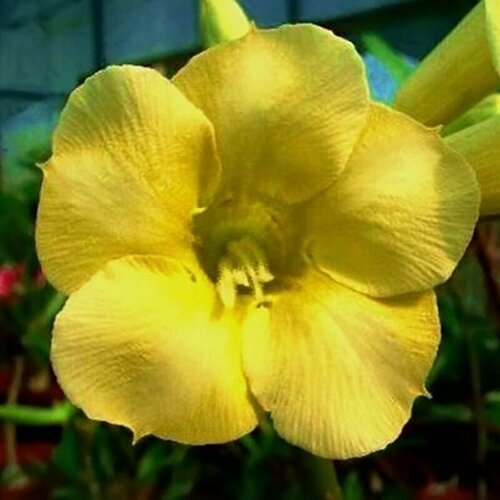 Адениум, Adenium Obesum Desert Rose YELLOW EARTH, семена, цветы