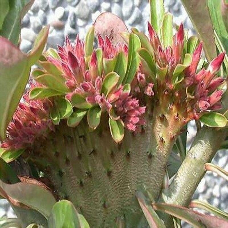 Адениум Adenium Obesum Desert Rose Red Flabellate семена цветы