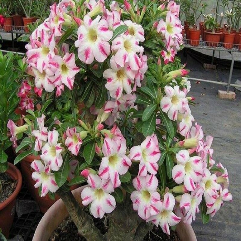 Адениум Adenium Obesum Desert Rose FRAGRANT DELIGHT семена цветы