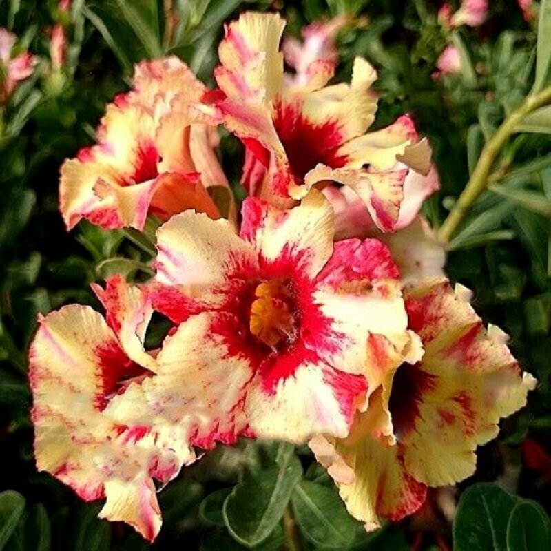 Адениум Adenium Obesum Desert Rose MARY JANE семена цветы