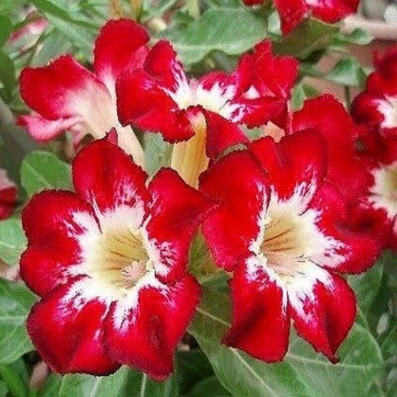 Адениум Adenium Obesum Desert Rose FLAME OF LOVE семена цветы