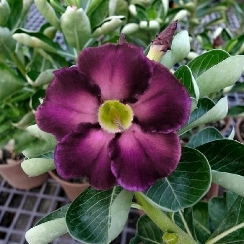 Адениум Adenium Obesum Desert Rose KO-99 семена цветы