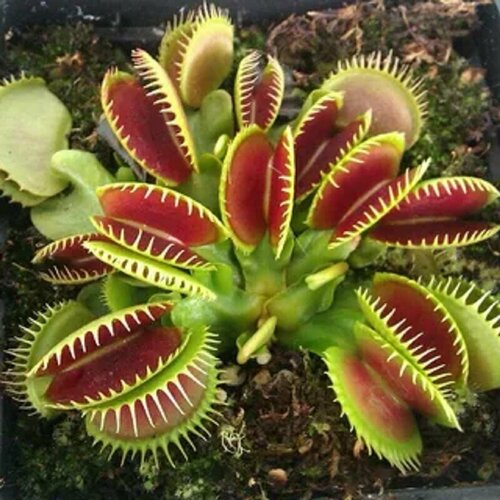 Семена Венерина мухоловка 5 шт (Dionaea muscipula), хищное растение, которое ест мух