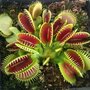 Семена венерина мухоловка 5 шт (Dionaea muscipula), хищное растение, которое ест мух