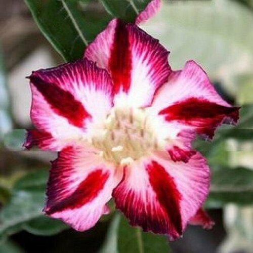 Адениум, Adenium Obesum Desert Rose FABULOUS, семена, цветы