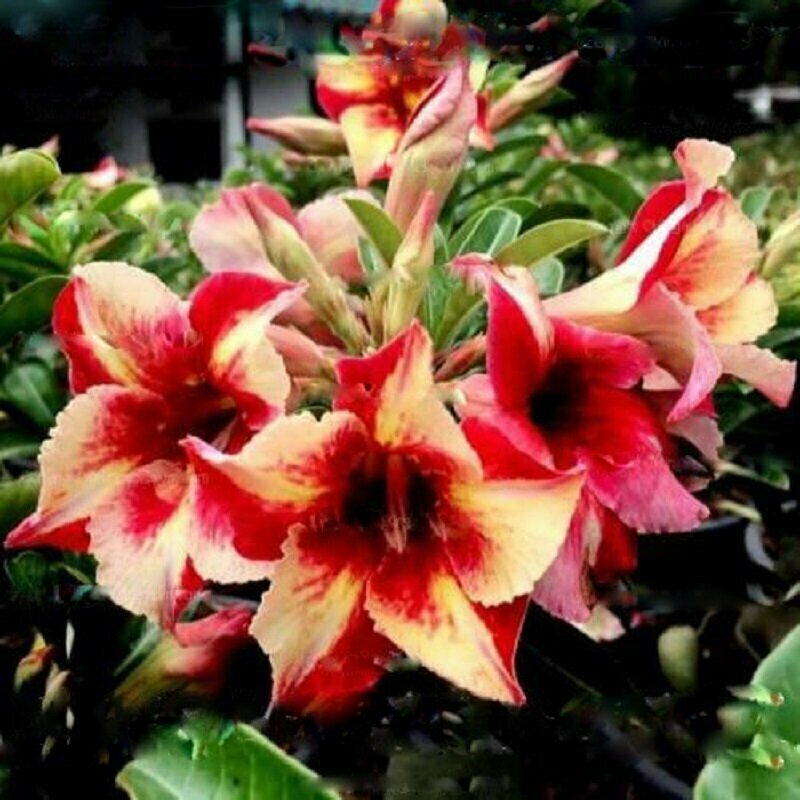 Адениум Adenium Obesum Desert Rose KING FRAGRANT STAR семена цветы