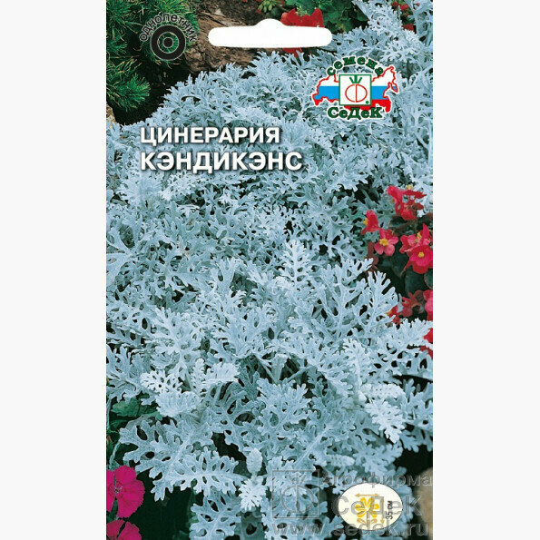 Семена цинерарии СеДеК 