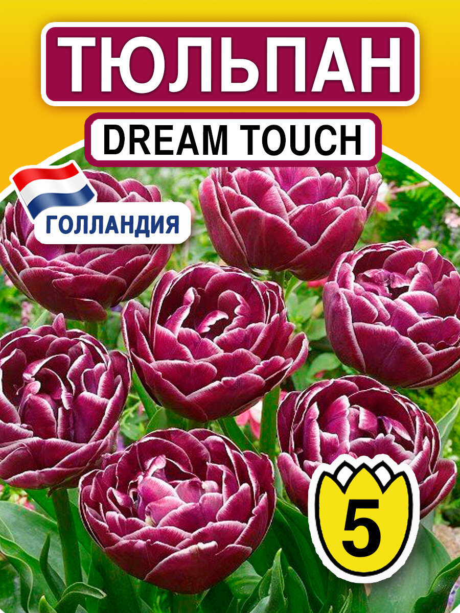 Луковичные цветы Тюльпан Dream Touch 5 шт - фотография № 1