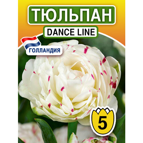 Луковичные цветы Тюльпан Dance Line 5 шт