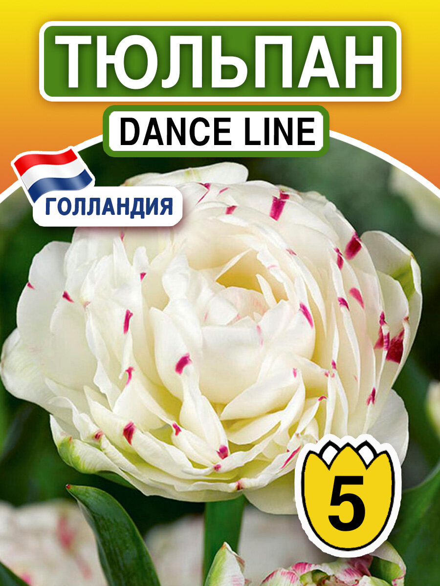 Луковичные цветы Тюльпан Dance Line 5 шт - фотография № 1