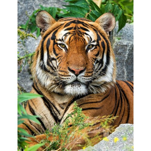 Холст с красками 17х22 по номер. в кор. (14цв.) Благородный тигр (Арт. ХК-3615)