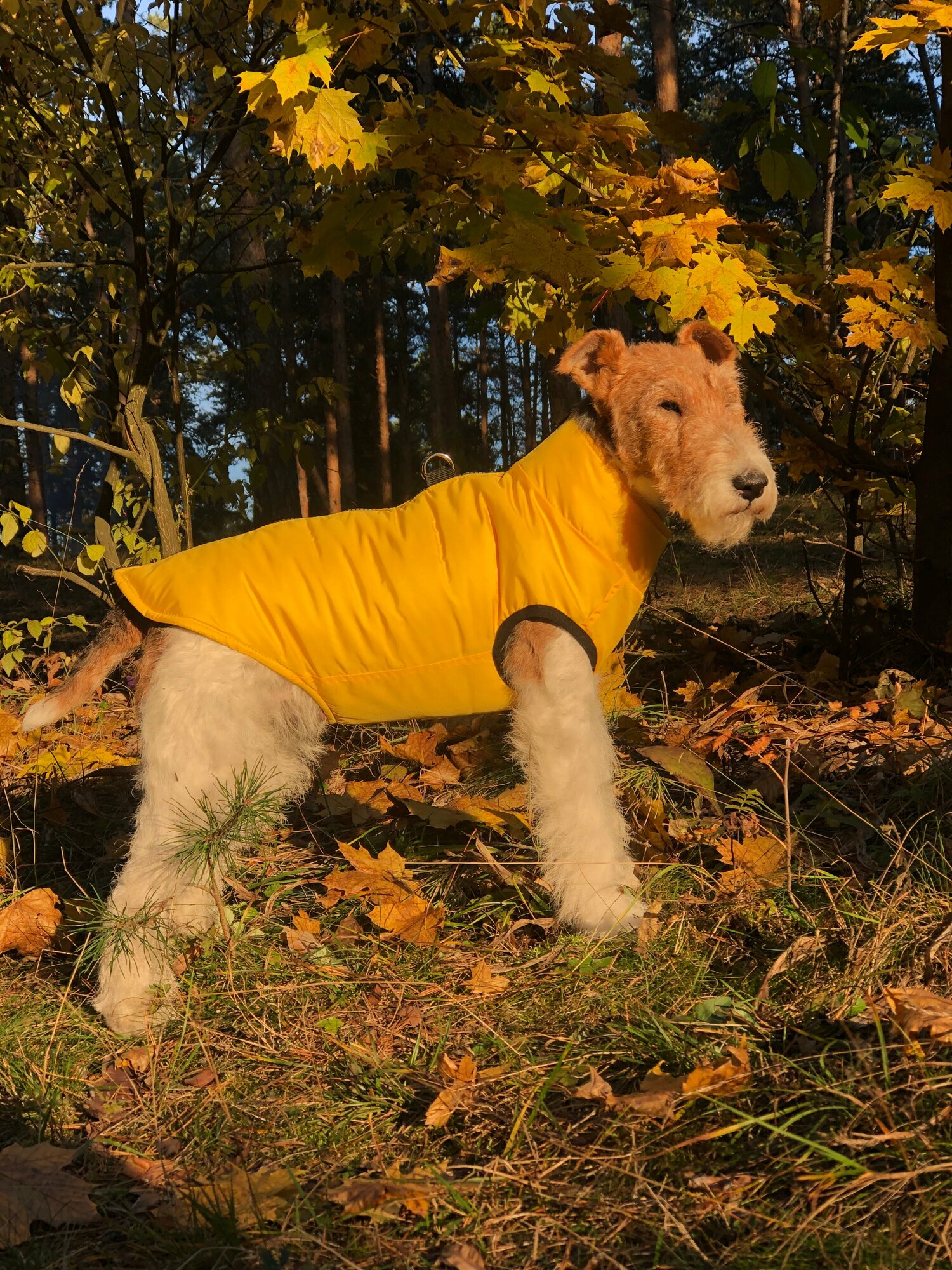 Жилет для собак зимний на молнии, желтый, размер XXXL - фотография № 6