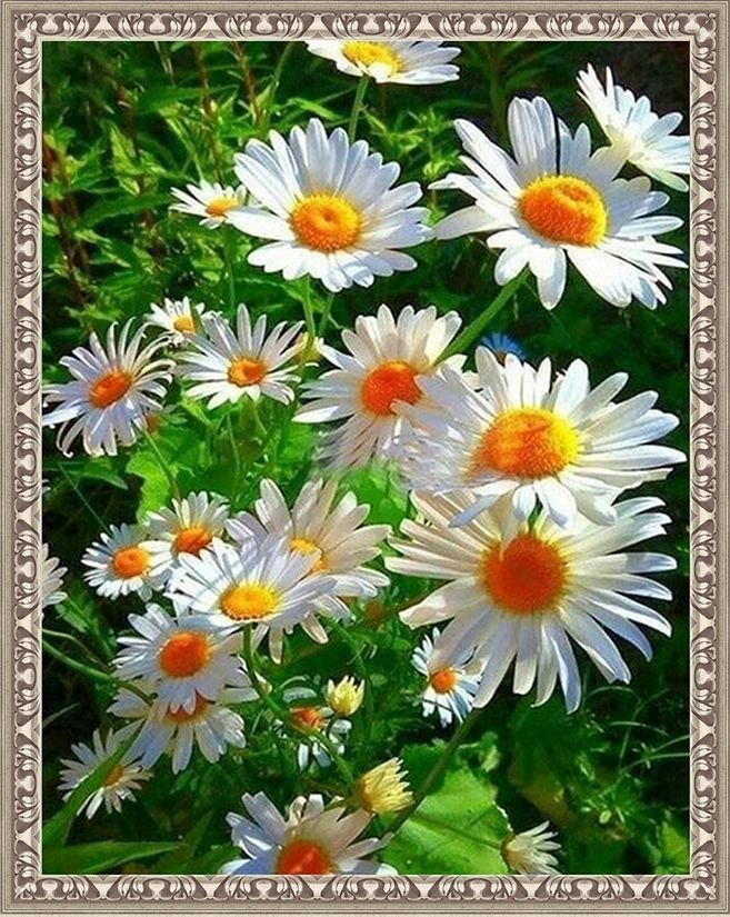 фото Алмазная мозаика на подрамнике 40*50 "Ромашки в зеленом поле"