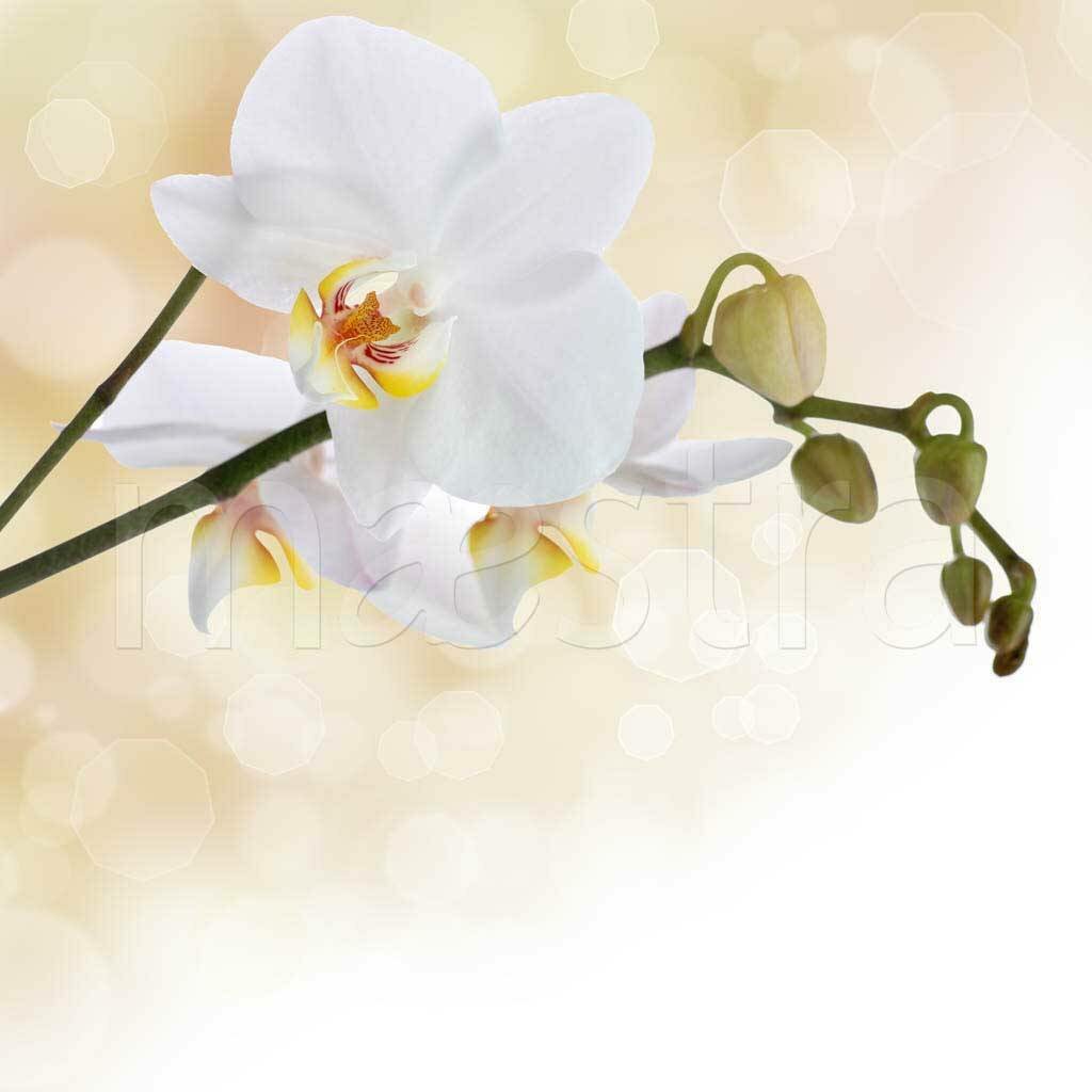 Фотообои Белая орхидея привлекательная 275x275 (ВхШ), бесшовные, флизелиновые, MasterFresok арт 10-163