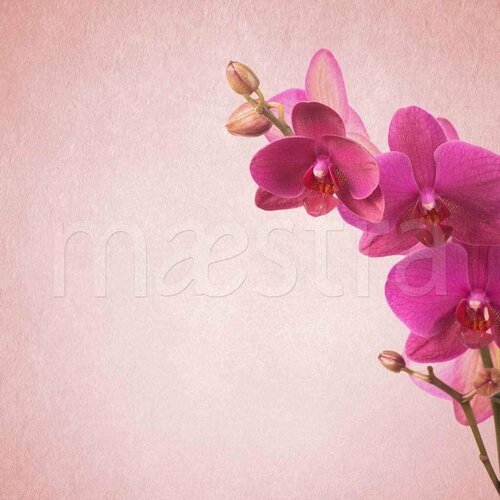 Фотообои Розовая орхидея прекрасная 275x275 (ВхШ), бесшовные, флизелиновые, MasterFresok арт 10-171
