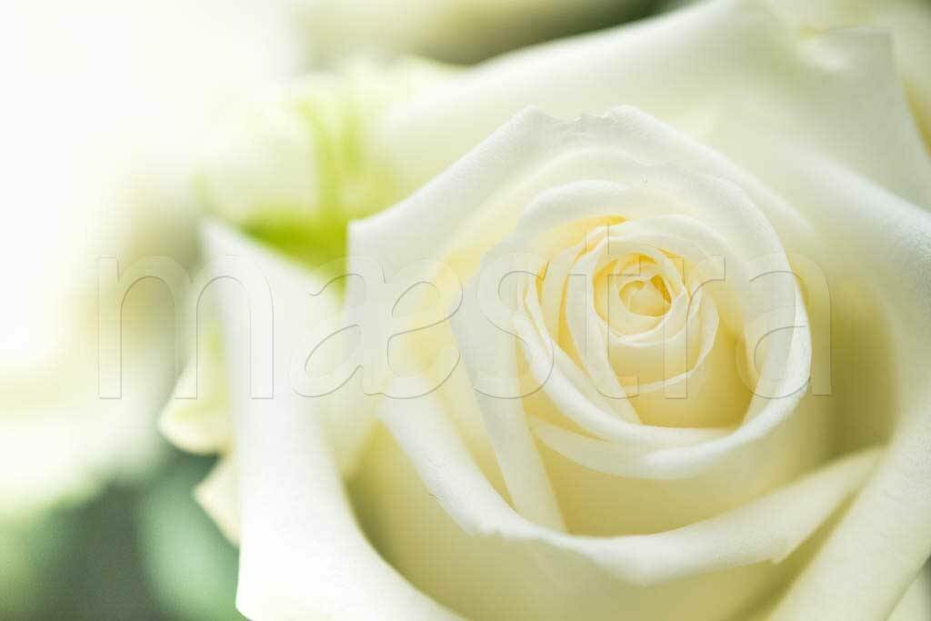 Фотообои Белая роза бутон 275x413 (ВхШ), бесшовные, флизелиновые, MasterFresok арт 10-234