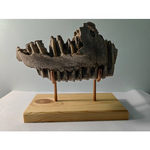 "Фрагмент челюсти Bison priscus " - Древняя фауна Плейстоценовой эпохи Степной зубр (или степной бизон)