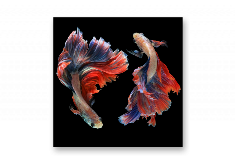 Картина на стекле | Diva Kartina | Арт Постеры. Танец рыб | 40X40 см | Интерьерный постер