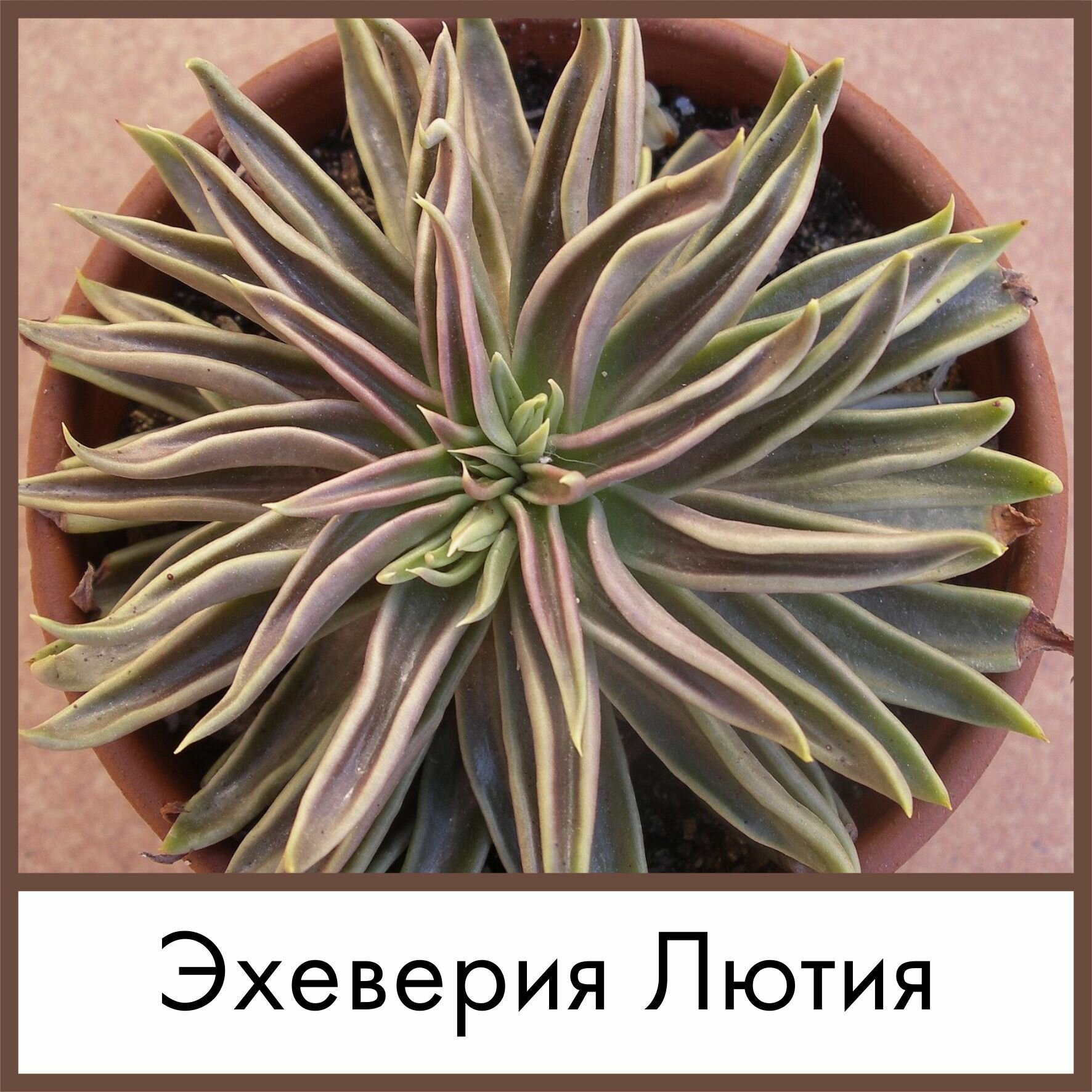 Набор для выращивания семена Суккулент Эхеверия Лютия (Echeveria Lutea)