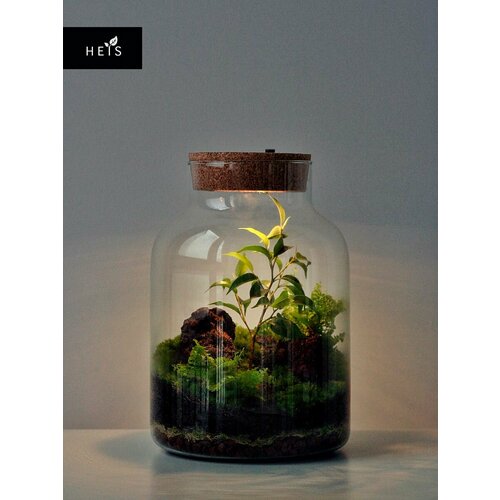 Флорариум стеклянный / экосистемы HEIS / Фикус Бенджамина HEIS Lux