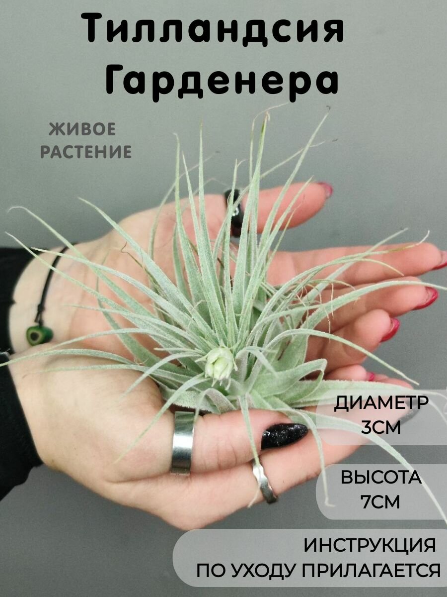 Тилландсия Гарденера (Tillandsia Gardneri)