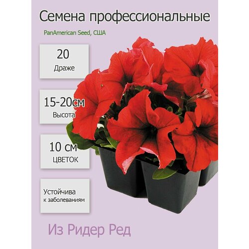 Петуния грандифлора Из Райдер Ред 20шт