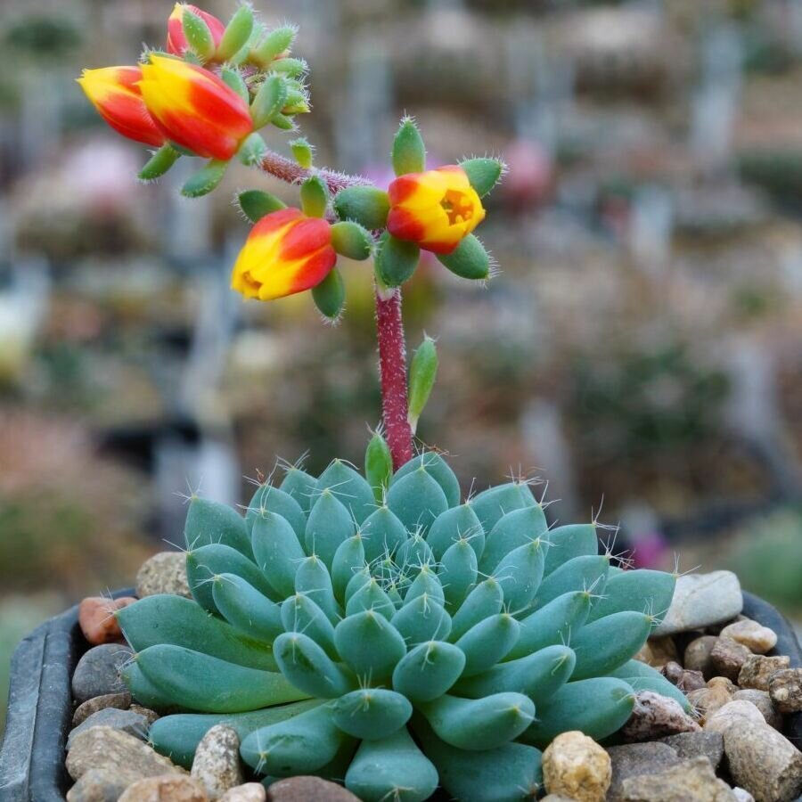 Эчеверия Сетоза Деминута (лат. Echeveria Setosa Deminuta)